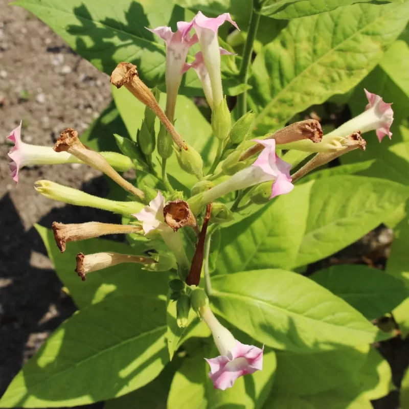 พันธุ์พื้นเมือง Nicotiana Tabacam