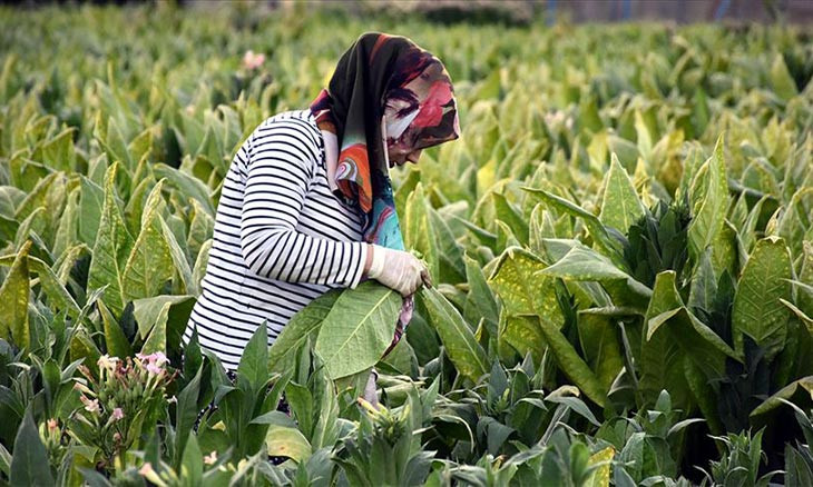 พันธุ์เตอร์กิซ Turkish Tobacco